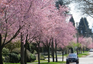 Spring returns to Vancouver