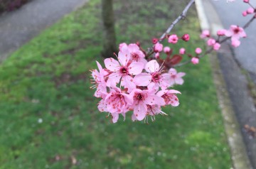 Spring Cherry Blossoms